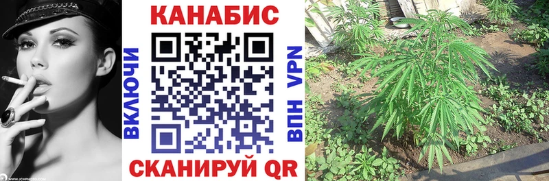 закладка  Слободской  Канабис сатива 